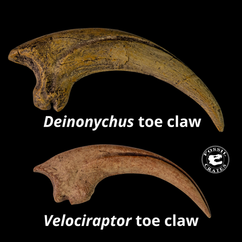 Deinonychus and Velociraptor killing claws