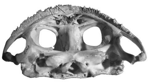 Beelzebufo skull palate view