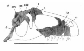 Giganotosaurus Meraxes carcharodontosaur Argentina