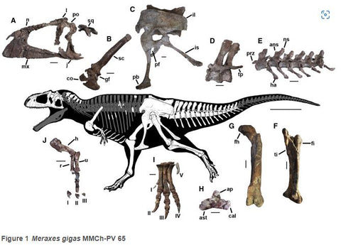 Meraxes gigas carcharodontosaur Argentina Cretaceous