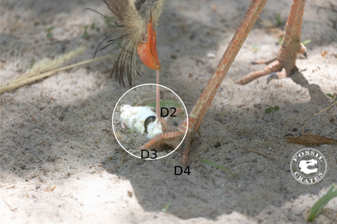 Seriema feeding on a mouse using its killing claw to pin the mouse down