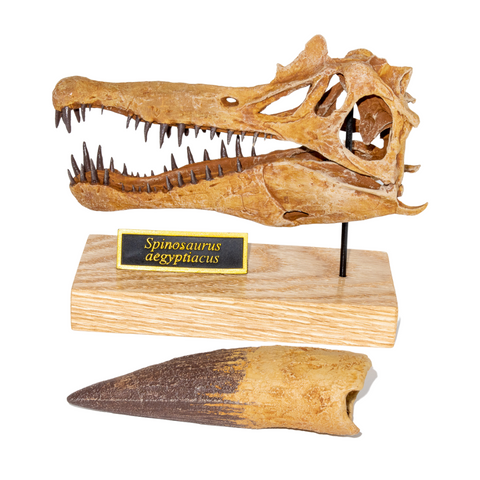 Spinosaurus Fossil Crates Scaled SKull