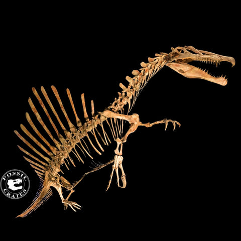 Spinosaurus Fossil Crates