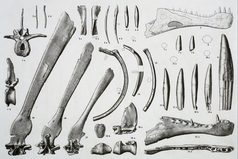 Stromer Spinosaurus Fossil Crates