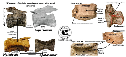 Supersaurus worlds longest dinosaur caudal vertebrae tail bones