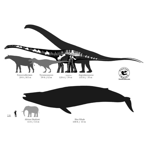 Supersaurus Brian Curtice Fossil Crates Longest Dinosaur
