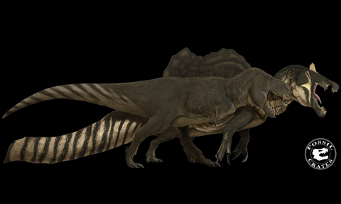 Spinosaurus Tyrannosaurus Fossil Crates