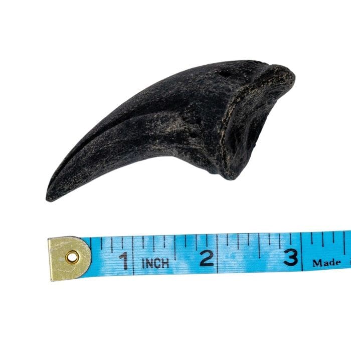 Allosaurus toe claw cast