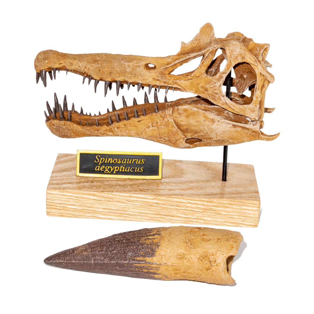 Spinosaurus aegyptiacus Scaled Skull – Fossil Crates