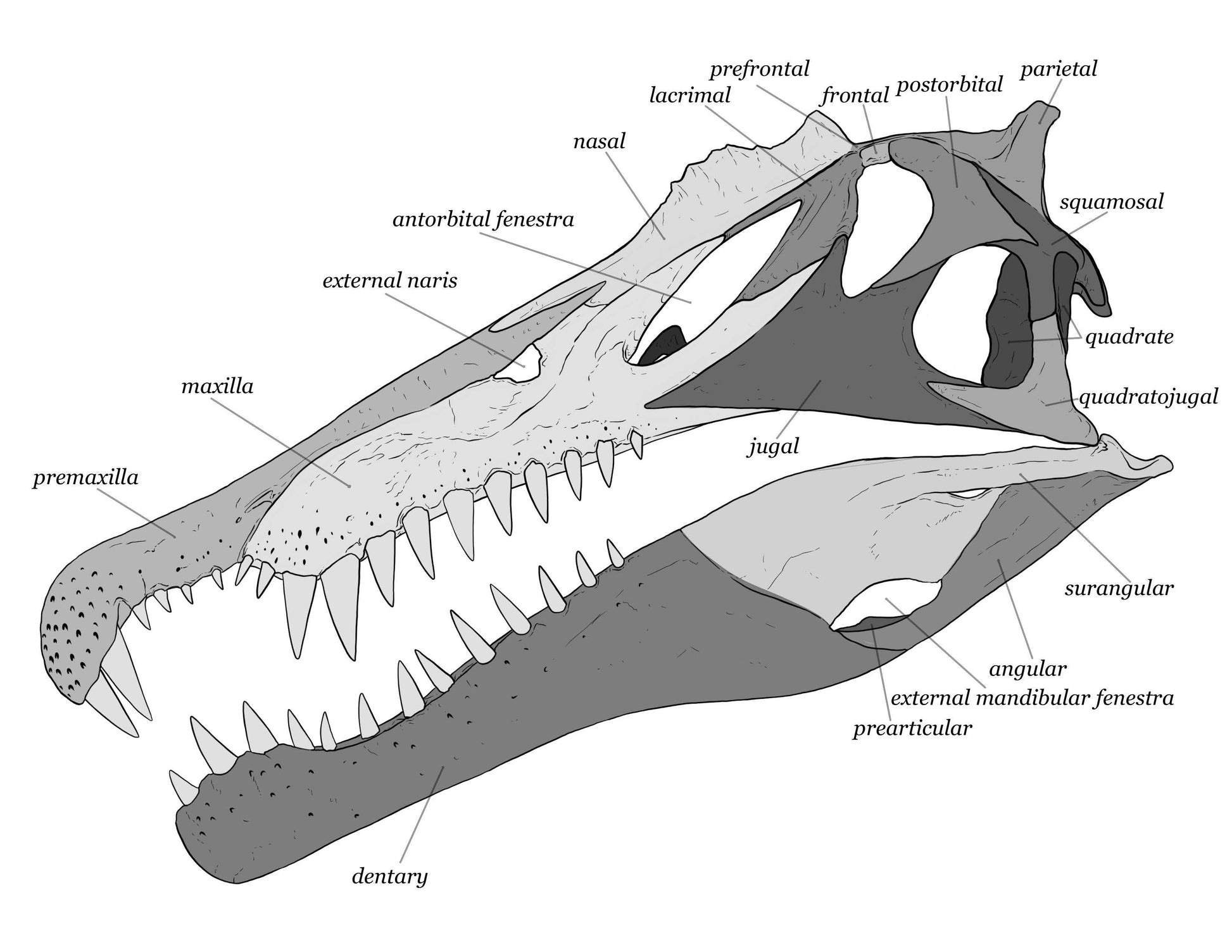 Spinosaurus aegyptiacus Scaled Skull – Fossil Crates