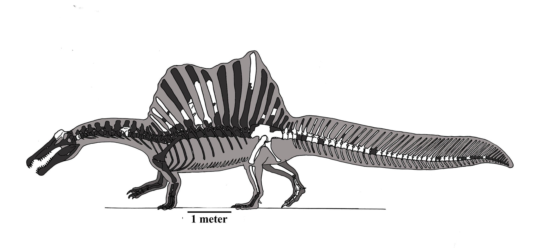 Spinosaurus Crate – Fossil Crates