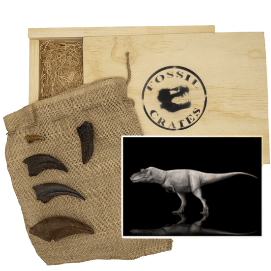 The Raptor Crate! Velociraptor, Deinonychus, Dromaeosaurus – Fossil Crates