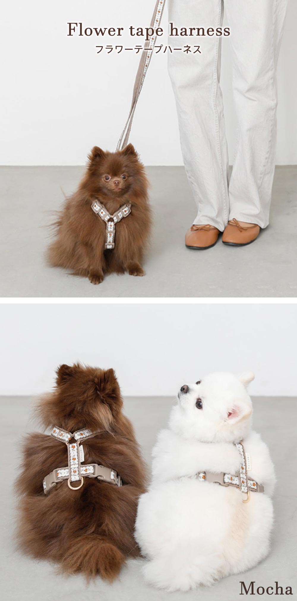 Small dog/harness/lead/walk/go out/fashion/cute/main image