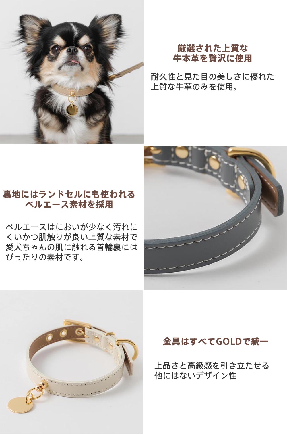 Small dog/collar/with lost bill/point