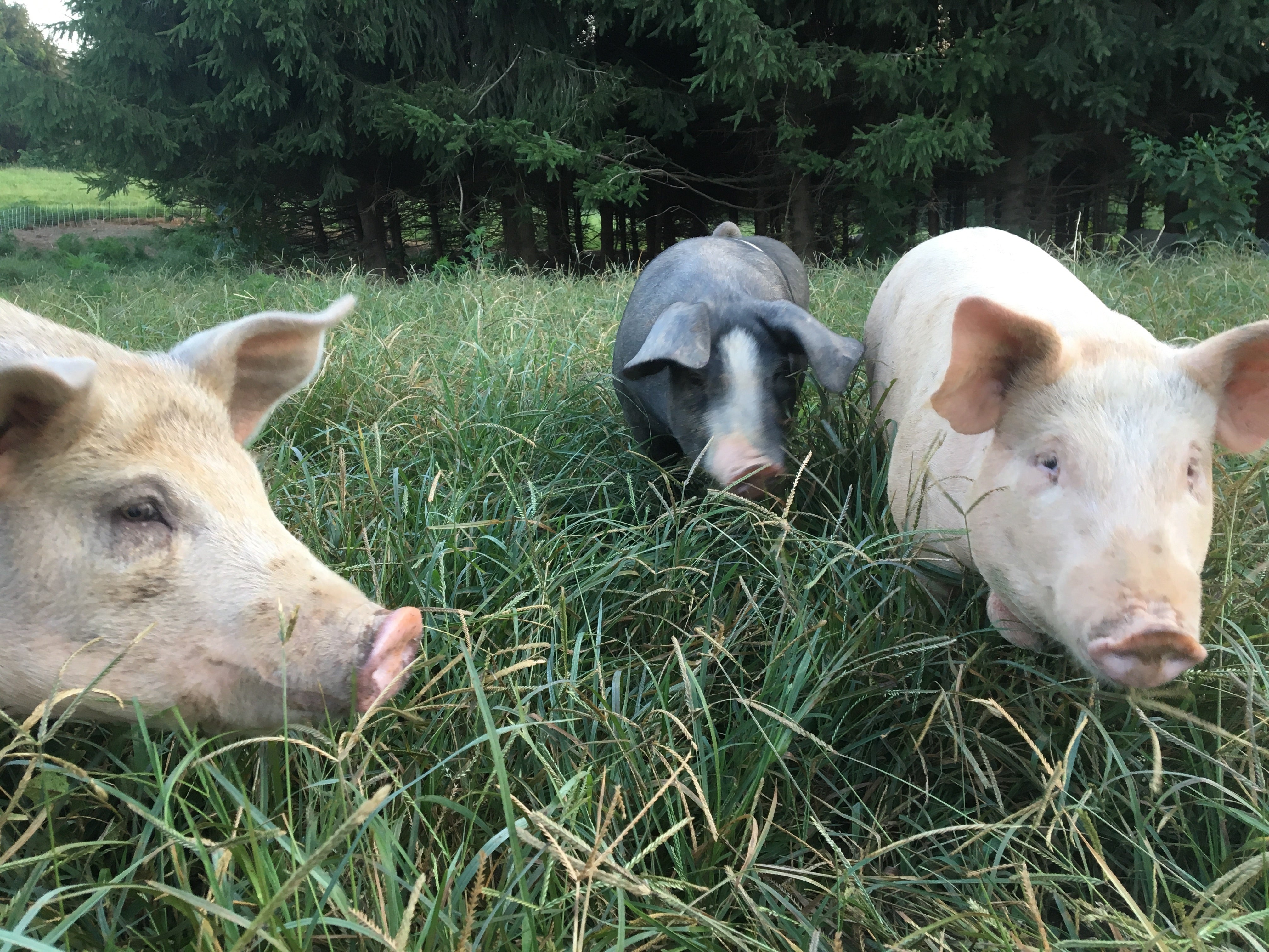 Pigs