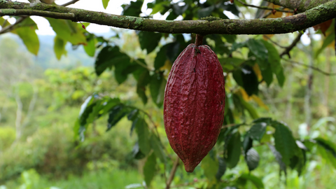 Cacao