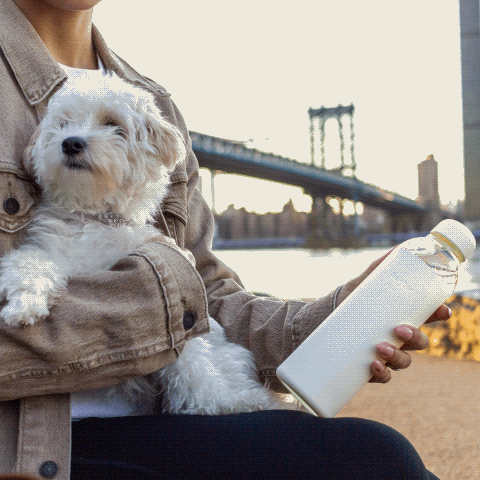 Dog Sitting with woman holding a water bottle at Brooklyn Bridge Park