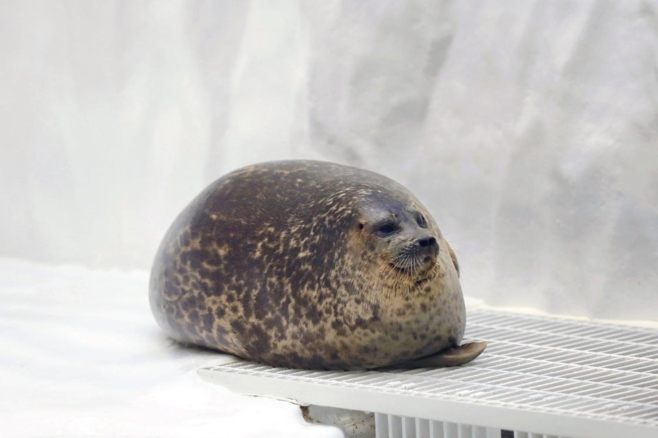 yuki chan seal plush