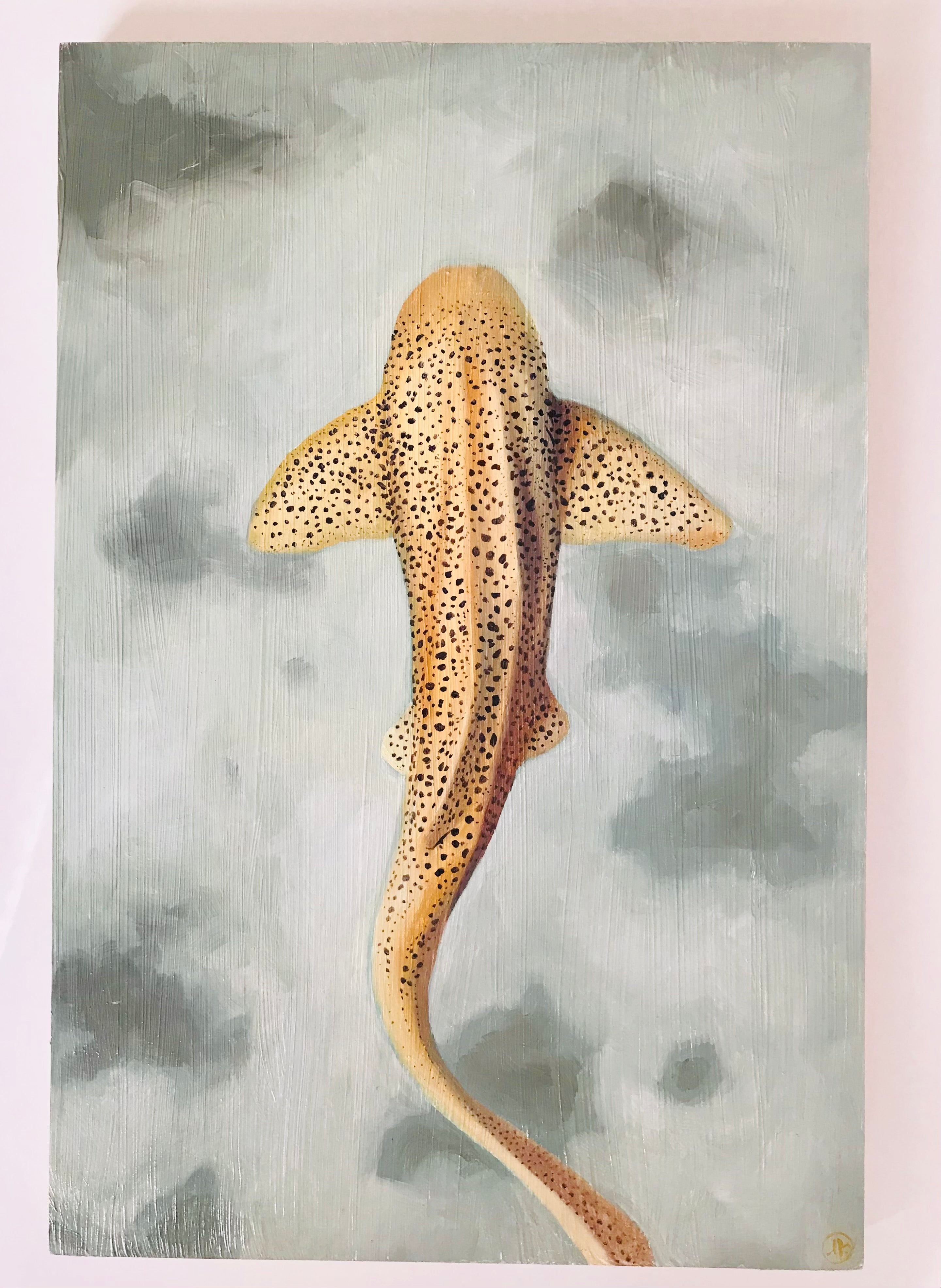 leopard shark drawing