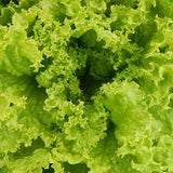 Lettuce Lollo Biondi Seeds - Herboo