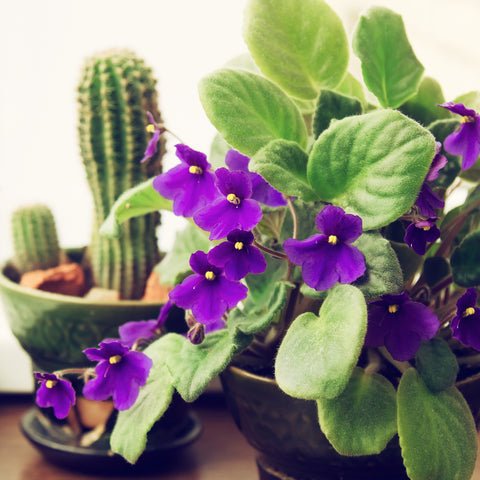 african violets