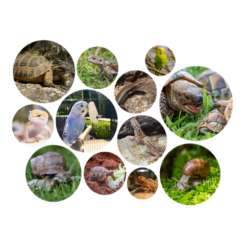 Schildkröten, Vögel, Schnecken, Echsen in runden Bildern