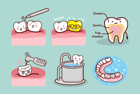 Enamel layers of teeth, cute infographic (JS Dental)