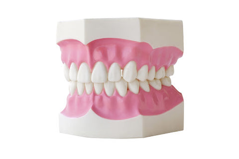 model of human teeth