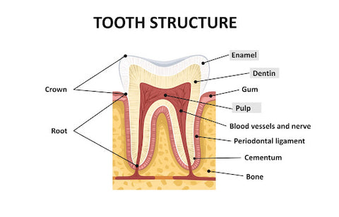 Diagram of tooth structure
