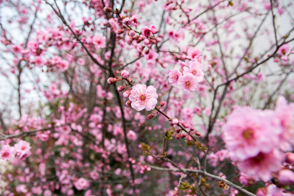 Fleur de prunier chine