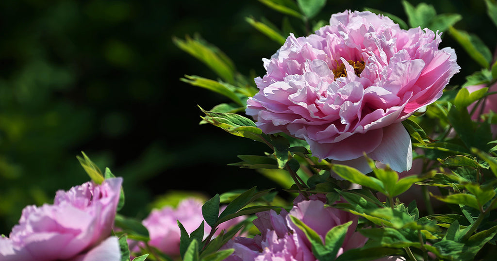 Grande-fleur-de-pivoine