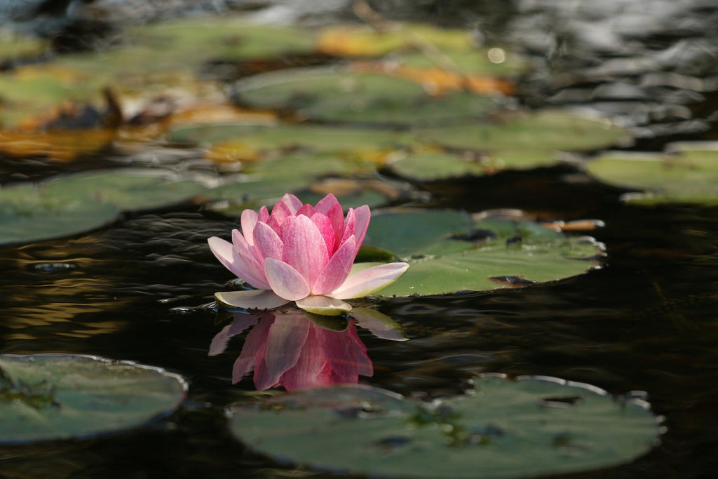 Lotus dans l'eau