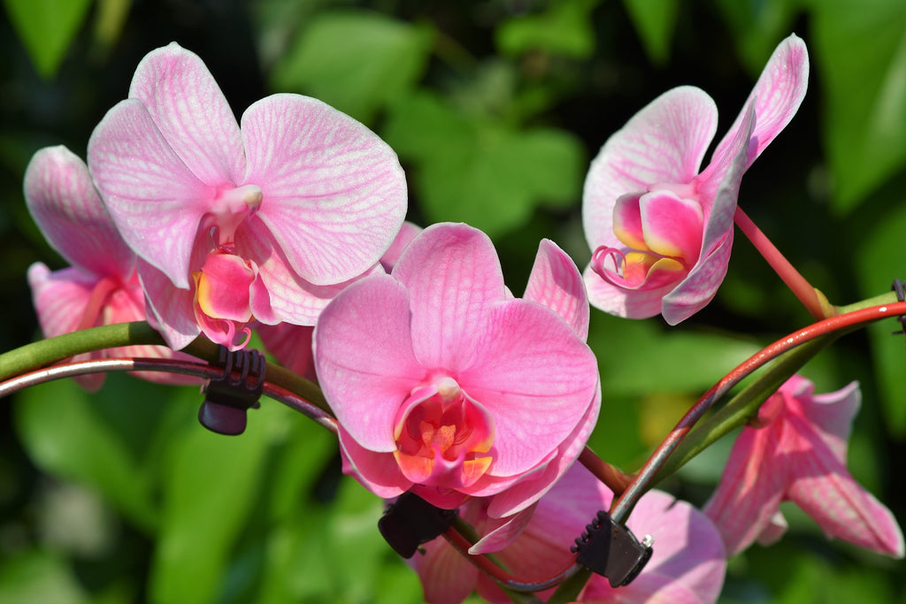 Orchidée chine