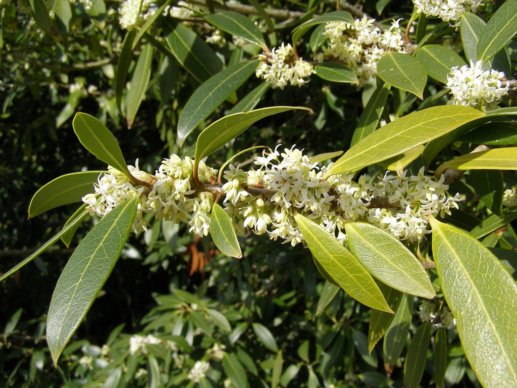 Osmanthus