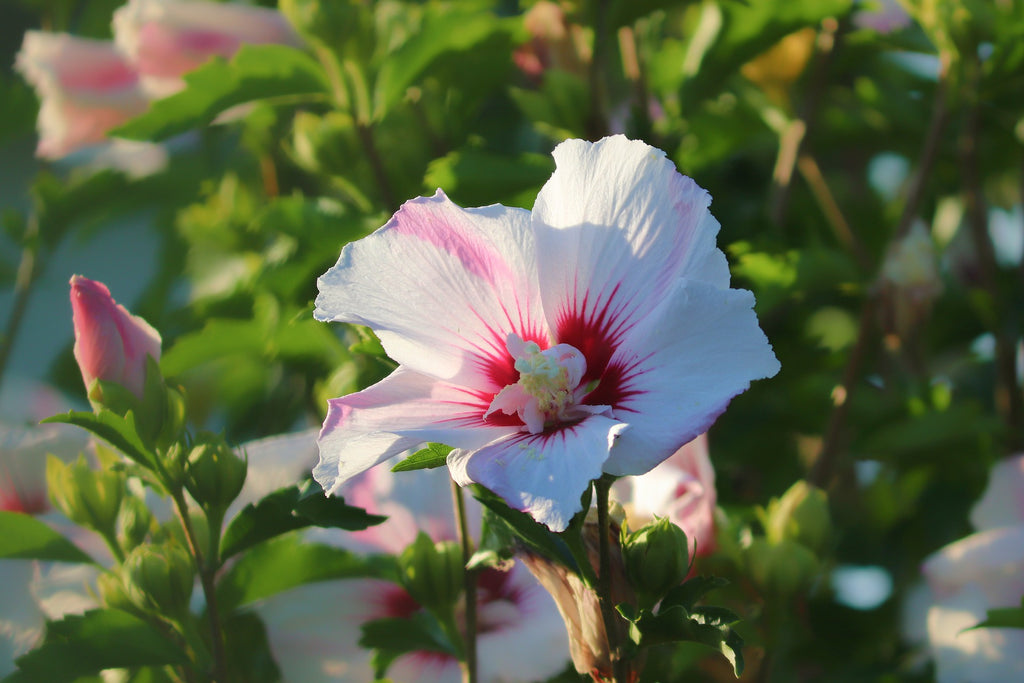 hibiscus chine blanche