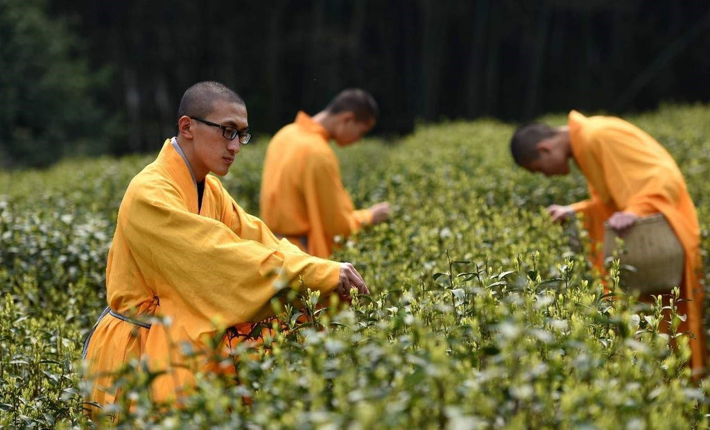 thé cultivé en monastère