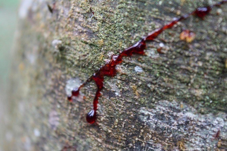 To collect Dragon’s Blood deep diagonal cuts are made in the tree trunk