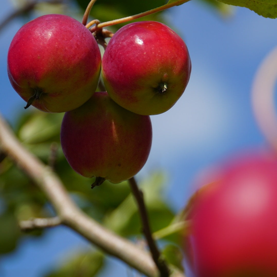 buy-british-fruit-trees-heritage-collections-habitat-aid