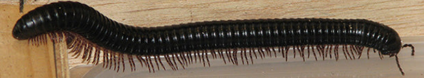 Millipede