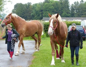 Small horses! 