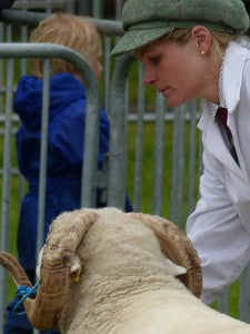 Exmoor Horn rams judging