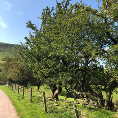 Vanishing hedgerows