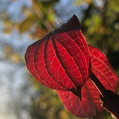 Common dogwood in autumn