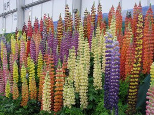 Lupins at Gardener's World