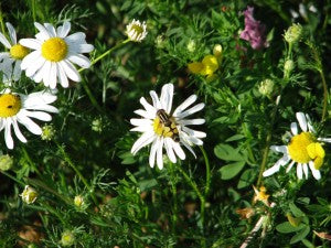 Biodiversity in solar farms