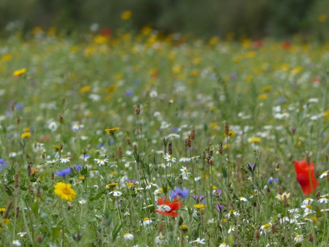 Let's Grow: The Mystique of Wildflower Meadows