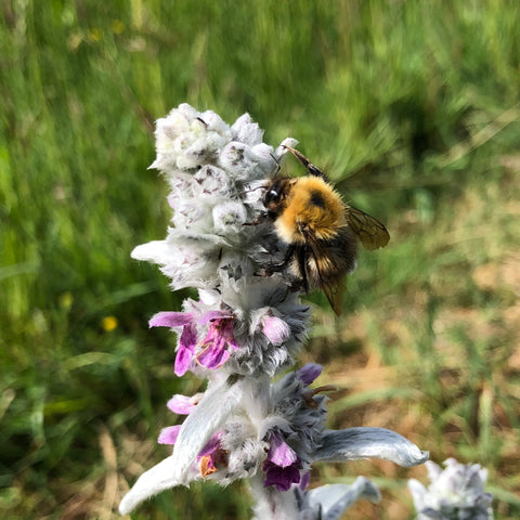 Wool Carder Bees  The World's Best Gardening Blog