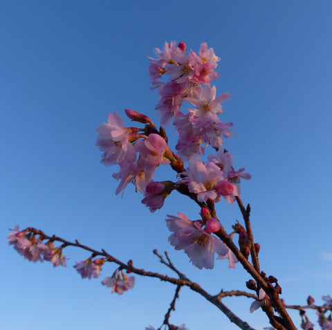 Winter flowering cherry