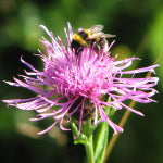 Garden Bumblebee