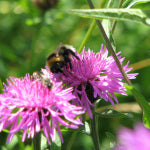 White-tailed Bumblebee